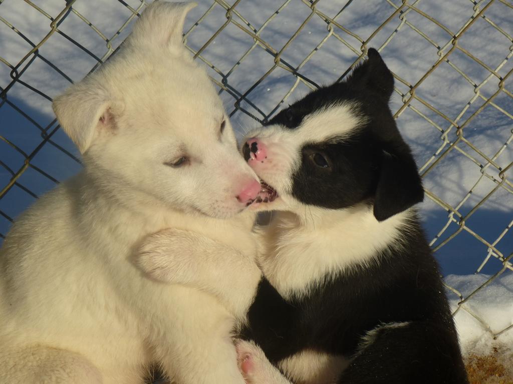 Guesthouse Husky Ivalo Dış mekan fotoğraf