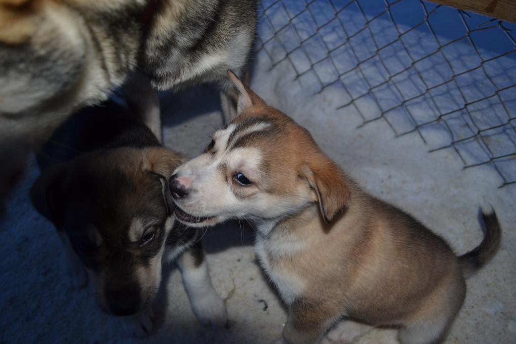 Guesthouse Husky Ivalo Dış mekan fotoğraf