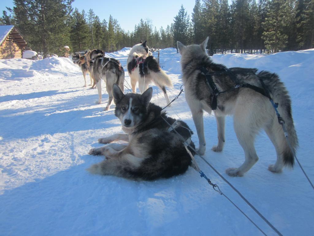 Guesthouse Husky Ivalo Dış mekan fotoğraf